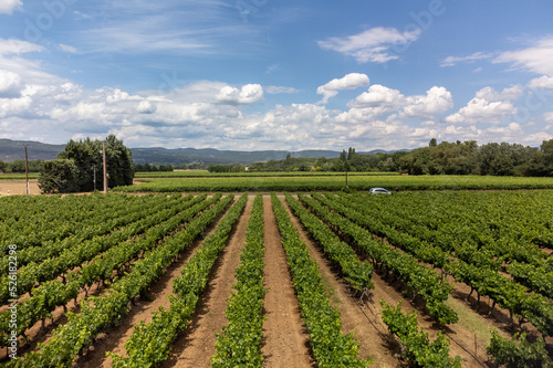 Rows of green grapevines growing on pebbles on vineyards near Lacoste village in Luberon, Provence, France