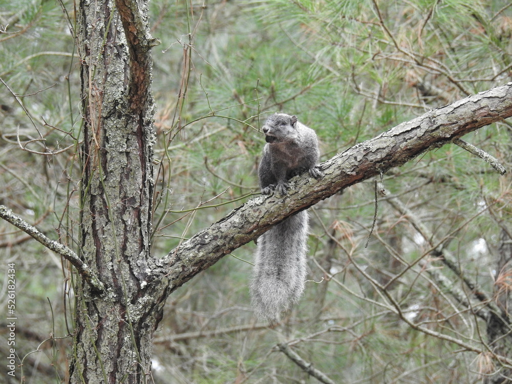A Delmarva Peninsula fox squirrel, that appears to be missing one eye, possibly blind in that eye, perched on a loblolly pine tree branch, with a nut in its mouth, Chincoteague Island, Virginia. A Delmarva Peninsula fox squirrel, that appears to be missing one eye, possibly blind in that eye, perched on a loblolly pine tree branch, with a nut in its mouth, Chincoteague Island, Virginia.