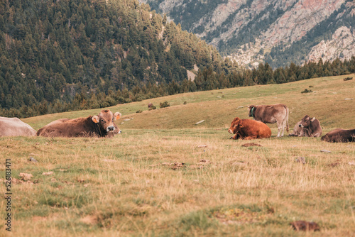 Obraz na plátně Vacas en el campo