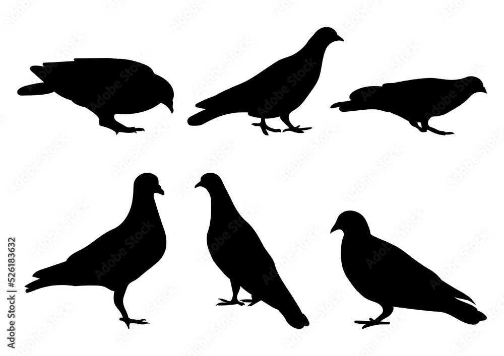 Doves pigeons standing, different pack of bird silhouettes, isolated vector Doves pigeons standing, different pack of bird silhouettes, isolated vector