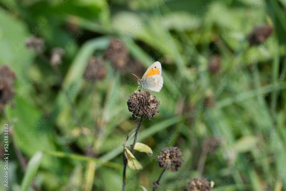 Small Heath butterfly (Coenonympha pamphilus) sitting on a flower in Zurich, Switzerland Small Heath butterfly (Coenonympha pamphilus) sitting on a flower in Zurich, Switzerland