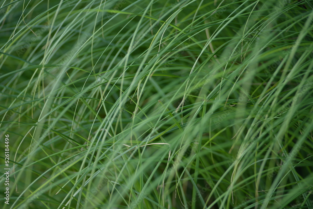 Green grass young meadow background, high quality photo green juicy spring meadow spring meadow grass cereals
Green grass young meadow background, high quality photo green juicy spring meadow spring meadow grass cereals