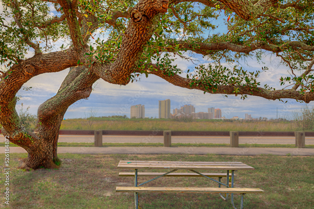 Live Oak Over a Picnic Table Lake View Trail Gulf State Park Gulf