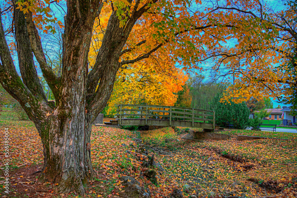 Obraz premium Bridge over Mine A Breton Creek Heritage Park Potosi Missouri Photo taken on November 1, 2021 The bifurcated trunk of a large maple provides a frame for the bridge across the creek 