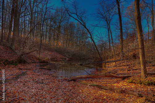 Autumn Scene on a small cove on a pond.  Forest trees cast long shadows in the evening sunlight. photo