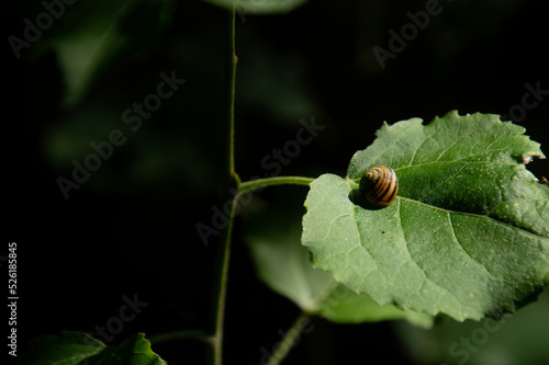 Snail on a leaf