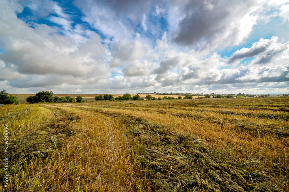 panoramic view of a line of stacked buckwheat sheaves after harvest in a buckwheat field, beautiful sky on the horizon