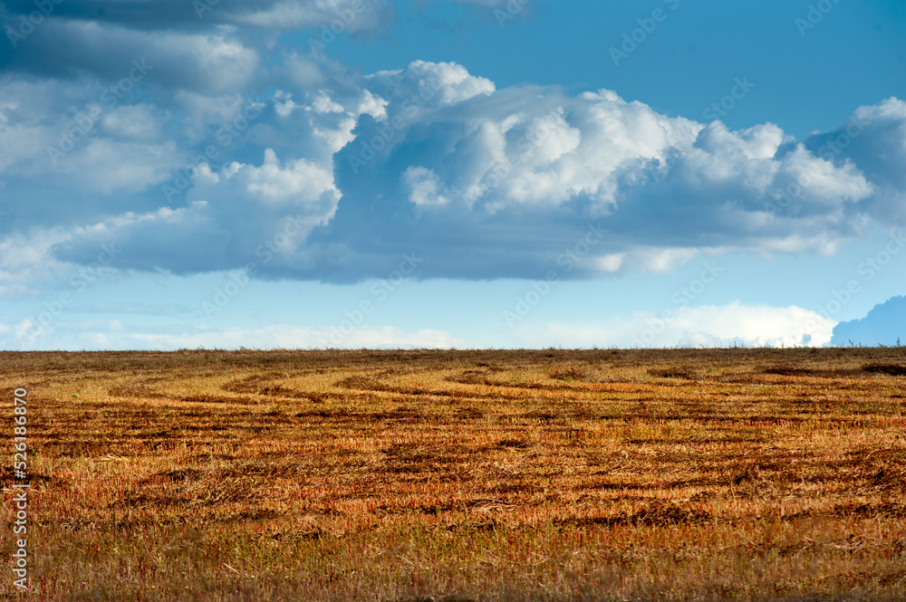 nested sheaves with a pattern of lines after harvest in a buckwheat field, a beautiful sky on the horizon