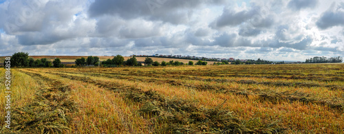 panoramic view of nested sheaves after harvest in buckwheat field, beautiful sky and village on horizon