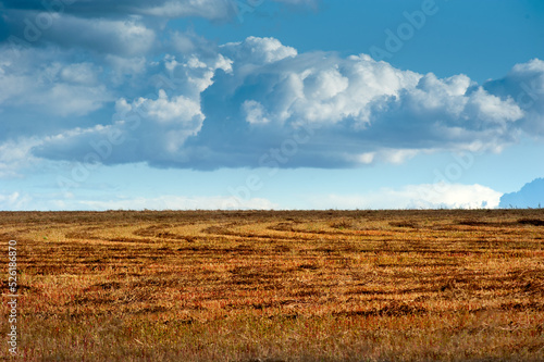 nested sheaves with a pattern of lines after harvest in a buckwheat field  a beautiful sky on the horizon