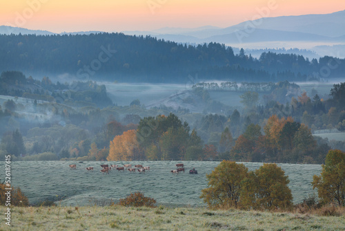 Fototapeta Naklejka Na Ścianę i Meble -  frosty autumn morning in the meadow