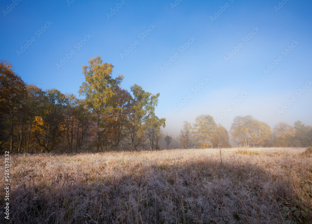 Fototapeta premium heath in autumn in morning fog
