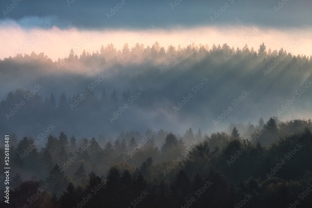 fog in the forest in the mountains fog in the forest in the mountains