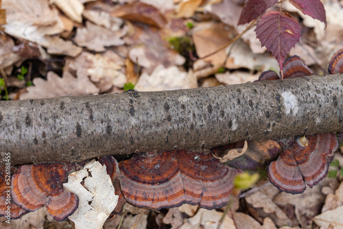 Daedaleopsis confragosa, the thin walled maze polypore or the blushing bracket grows on fallen tree branch photo