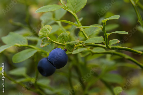 Juicy blueberry on a twig with leaves close-up in a natural forest environment on a sunny summer evening.