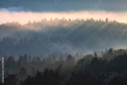 fog in the forest in the mountains