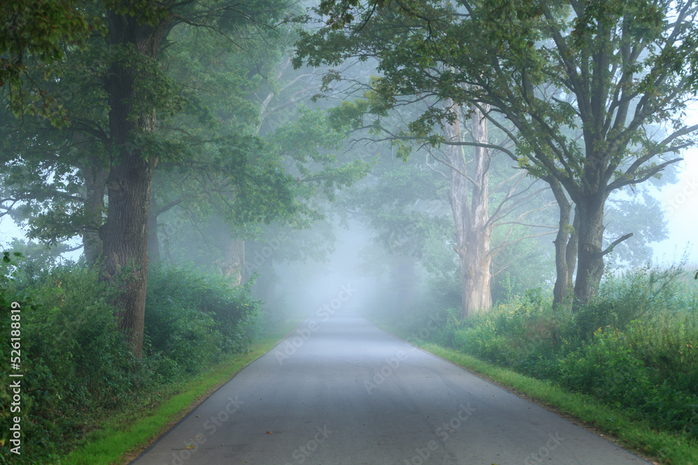 Fototapeta premium road through an avenue of trees in a foggy morning