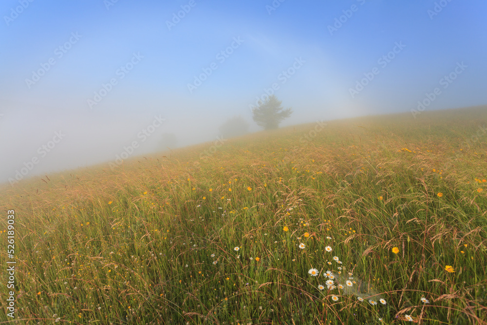 meadow in the fog on a summer morning