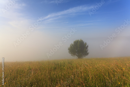tree in the meadow in the fog