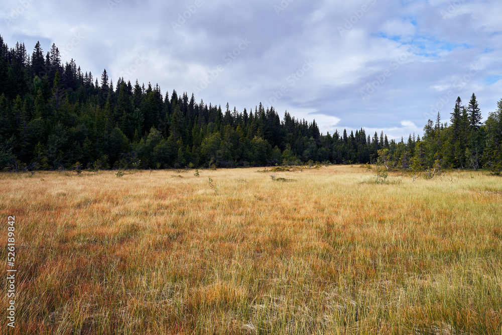 Marshland from Tjuvaasen, part of the Totenaasen Hills, Oppland, Norway. Marshland from Tjuvaasen, part of the Totenaasen Hills, Oppland, Norway.