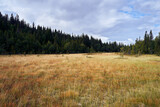Marshland from Tjuvaasen, part of the Totenaasen Hills, Oppland, Norway.