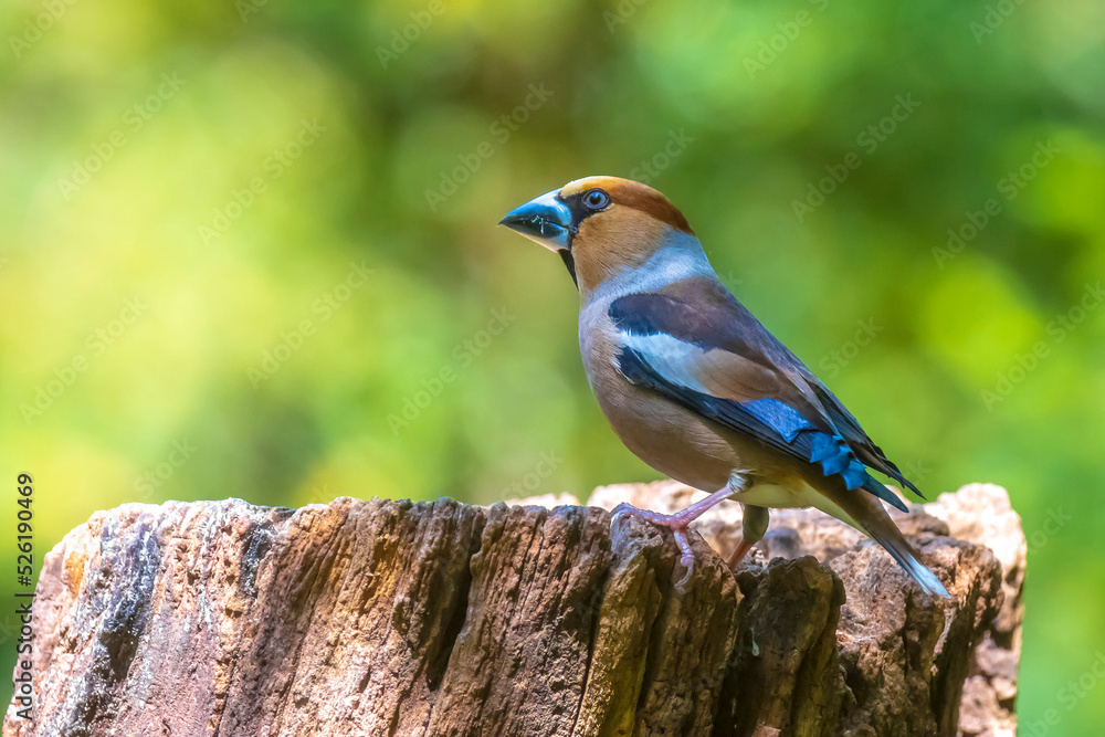 Closeup of a male hawfinch Coccothraustes coccothraustes songbird perched in a forest. Closeup of a male hawfinch Coccothraustes coccothraustes songbird perched in a forest.