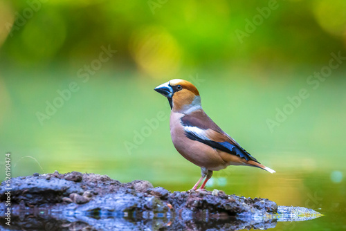 Wallpaper Mural Closeup of a male hawfinch Coccothraustes coccothraustes songbird perched in a forest