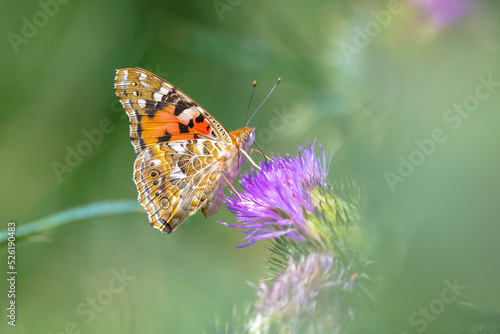 Painted Lady butterfly, vanessa cardu, feeding