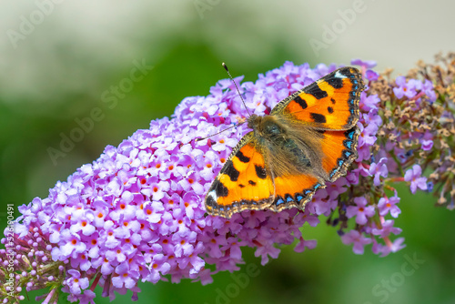 Aglais urticae small tortoiseshell butterfly isolated by nature © Sander Meertins