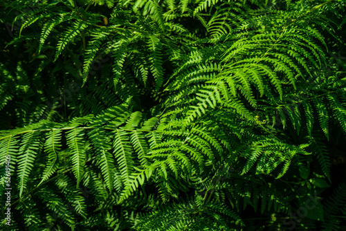 Green leaves of fern plant