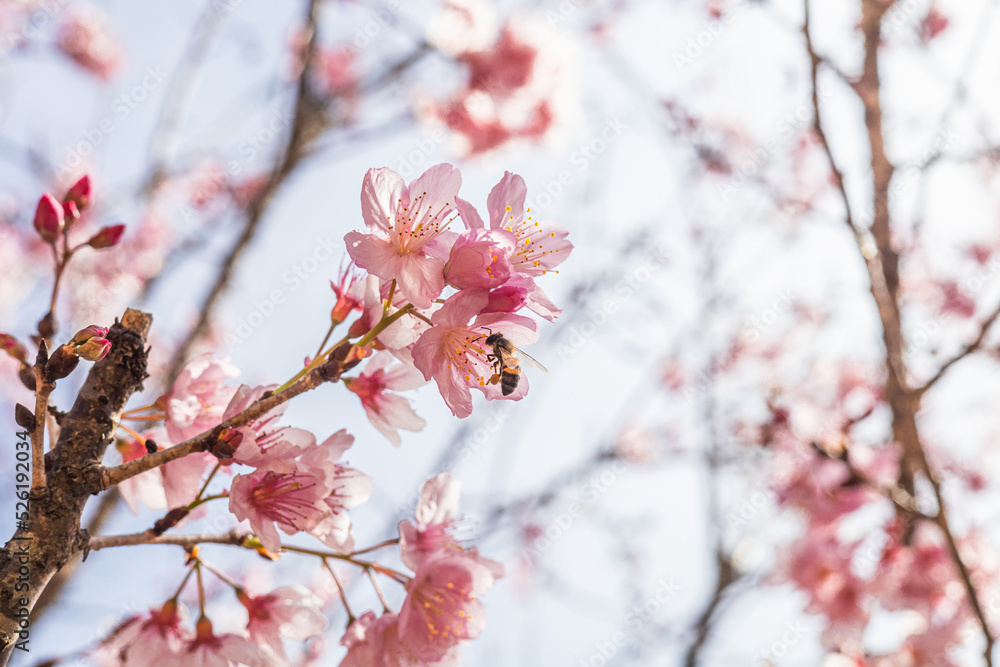 bee in cherry blossom performing pollination bee in cherry blossom performing pollination