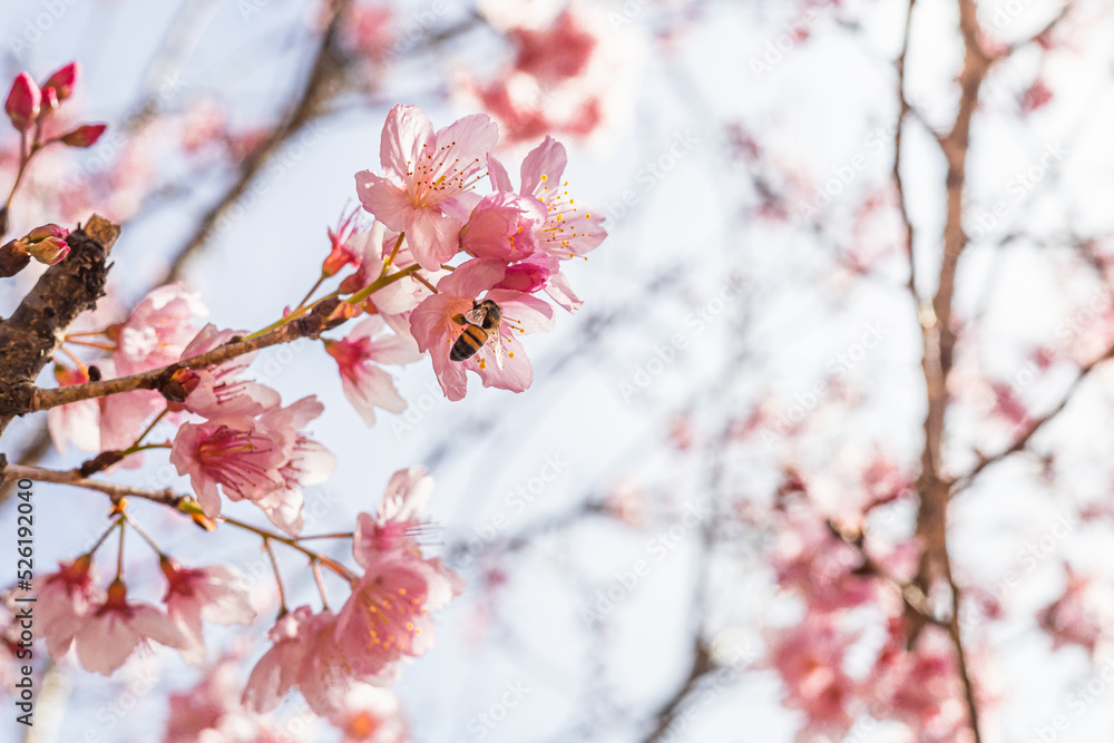 bee in cherry blossom performing pollination bee in cherry blossom performing pollination