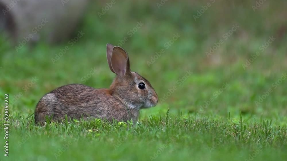 Small rabbit in our yard in Windsor in Upstate NY eating the broadleaf