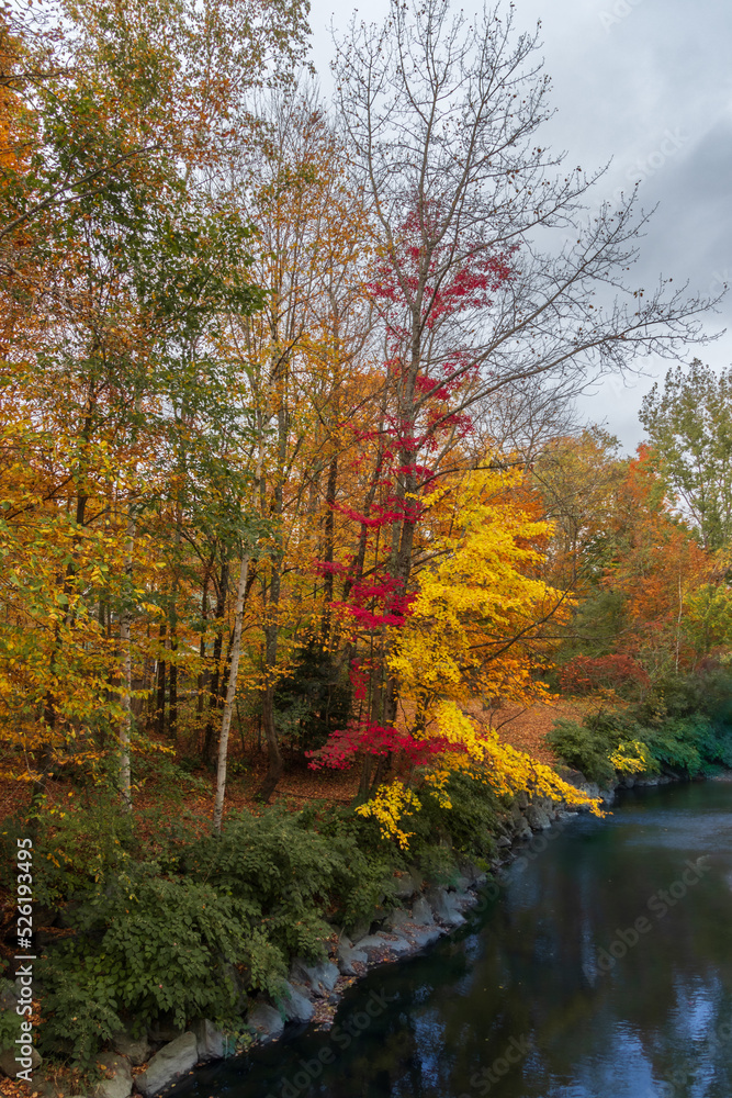 Single Red Maple by the Creek