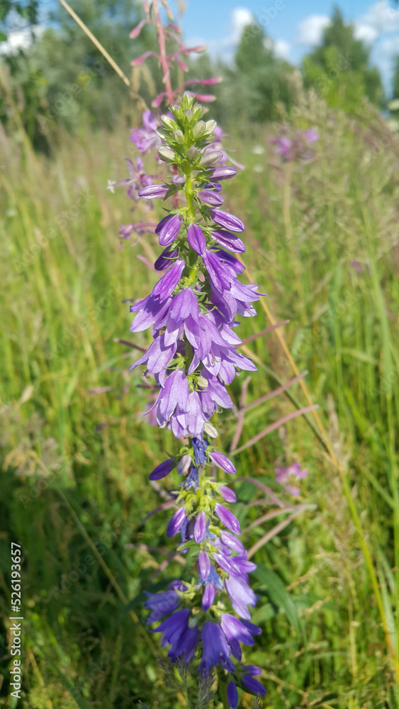Beautiful wild flowers, Rapunzel Bell Beautiful wild flowers, Rapunzel Bell