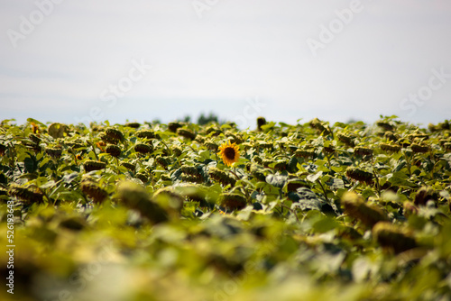 field of sunflowers © Bohdan