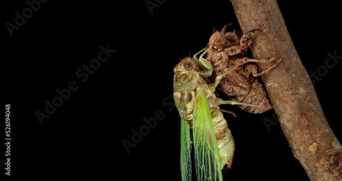 Timelapse of a Cicada shedding its shell and emerging with wings. photo