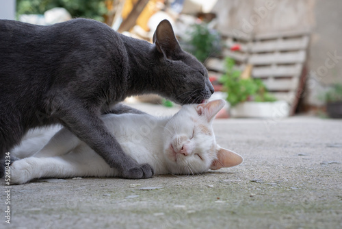 Canvas Print Russian blue cat licking a white cat on its ear lying on the floor