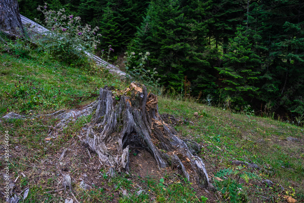 Fototapeta premium Caucasus mountain in georgian region Guria