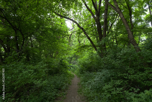 narrow path in a dense summer green forest