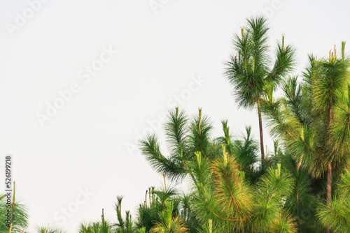 Fototapeta Naklejka Na Ścianę i Meble -   pine tree