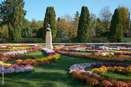Decorative composition of fresh chrysanthemum flowers, autumn bouquet. Ornamental design with colorful flowers of chrysanthemums. Multicolored chrysanthemums in autumn Iasi botanical garden, Romania.
