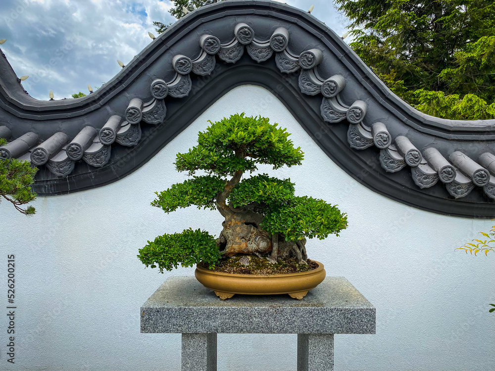 Fototapeta Chinese Elm bonsai tree on display at Montreal Botanical Garden. 115 year old bonsai