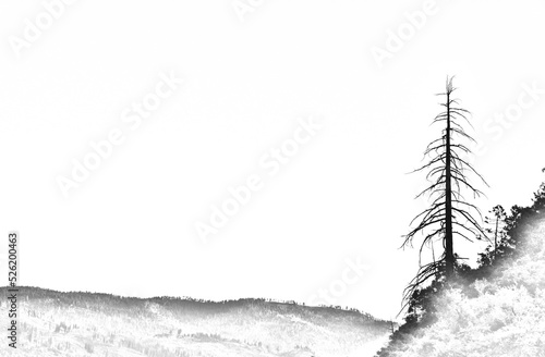 A digitally altered, black and white image converted into a sketch of a dead tree towering over a forest destroyed by a fire.