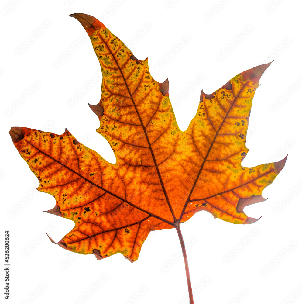 Obraz premium Vibrant maple leave