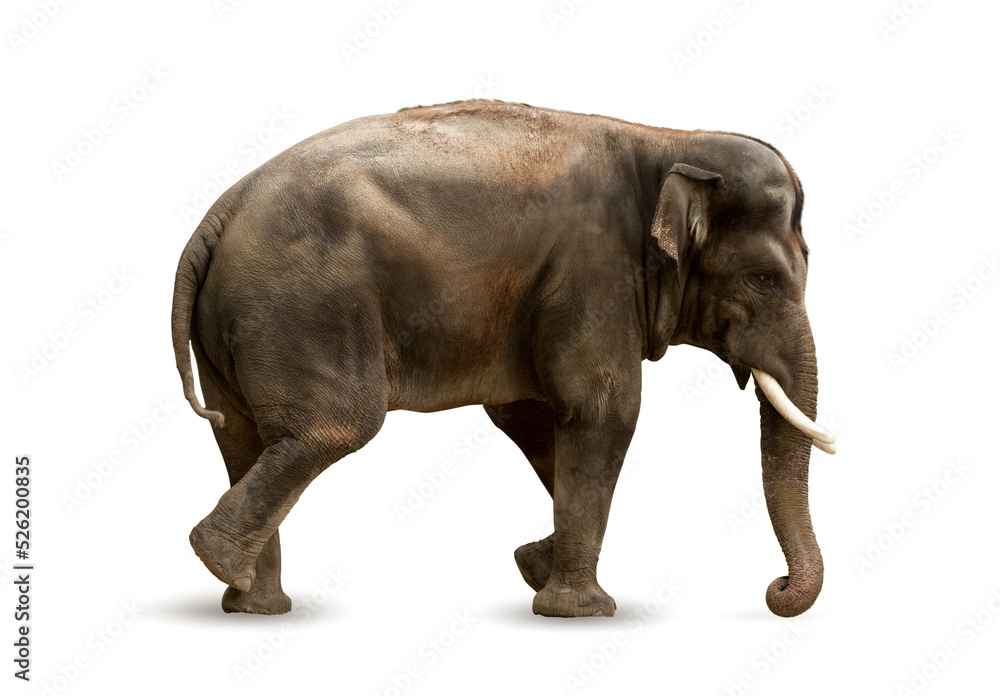Obraz premium Big Indian, Asian Elephant isolated on white background.