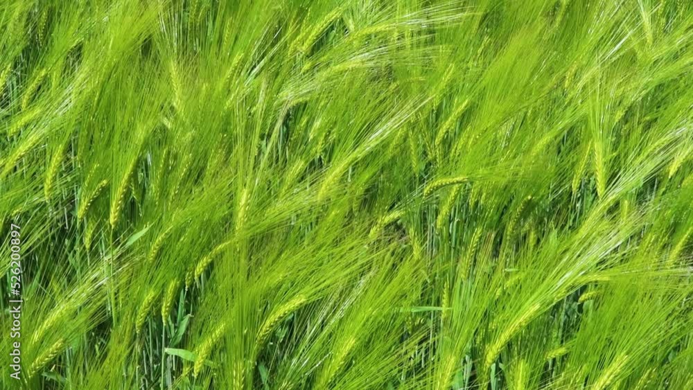 Close-up on Green Wheat Field waving in the wind on a sunny day. Close-up on Green Wheat Field waving in the wind on a sunny day.