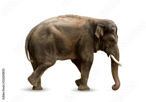 Big Indian, Asian Elephant isolated on white background.