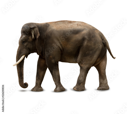 Big Indian, Asian Elephant isolated on white background.