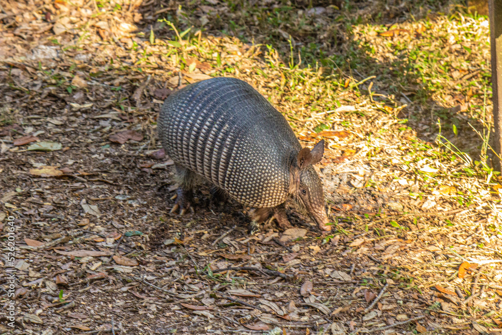 Armadillo in the open on Cumberland Island Armadillo in the open on Cumberland Island